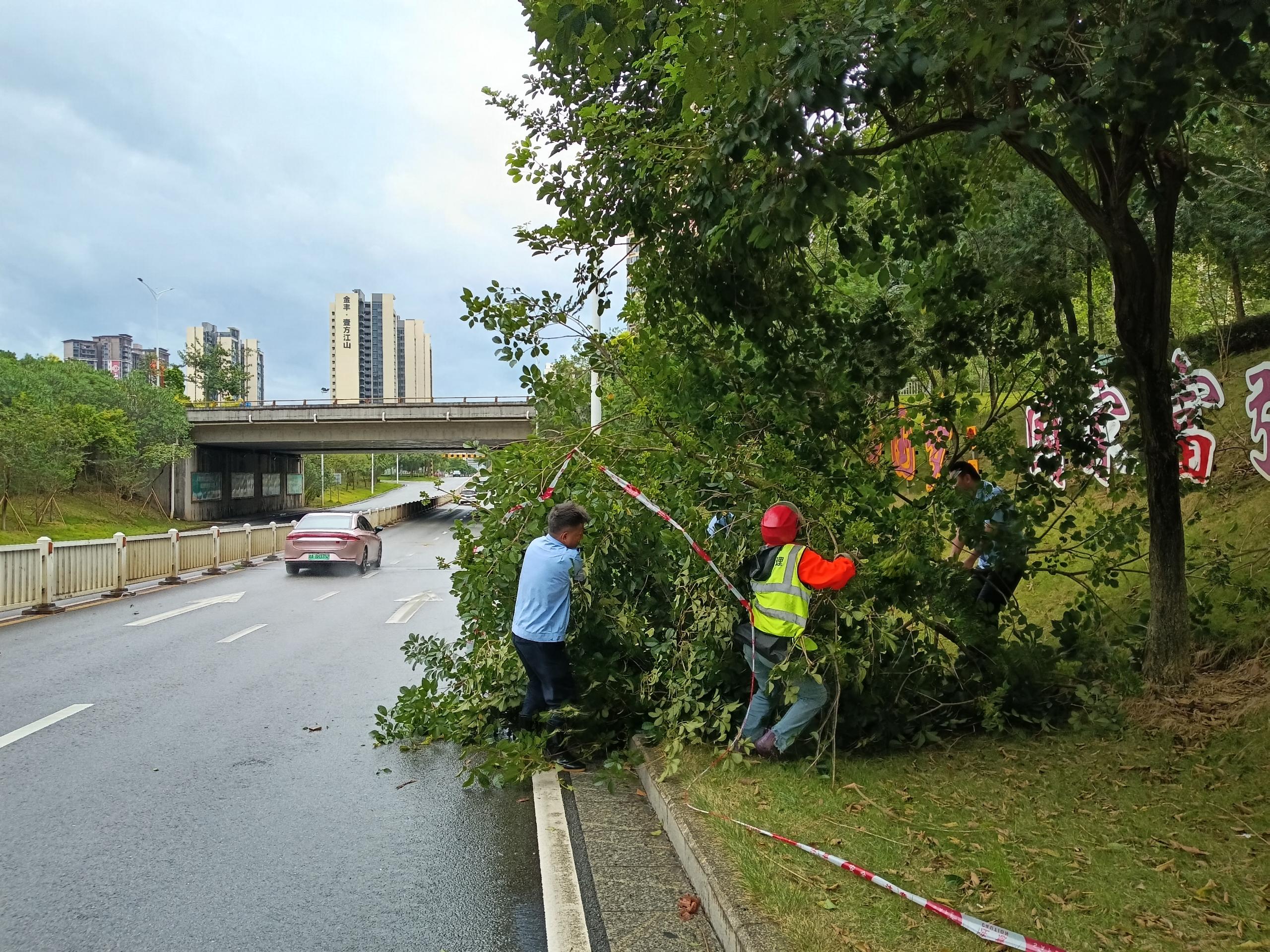 東城街道綜合行政執(zhí)法辦連同園林組處理倒伏樹木.jpg